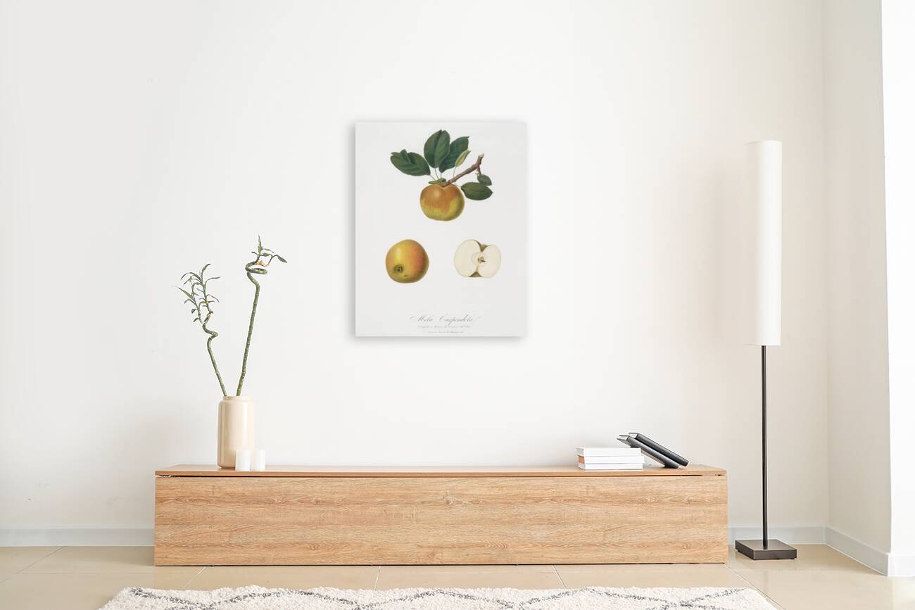 Apple Malus carpendolo from Pomona Italiana 1817 - 1839 by Giorgio Gallesio 1772-1839.  Reproduction