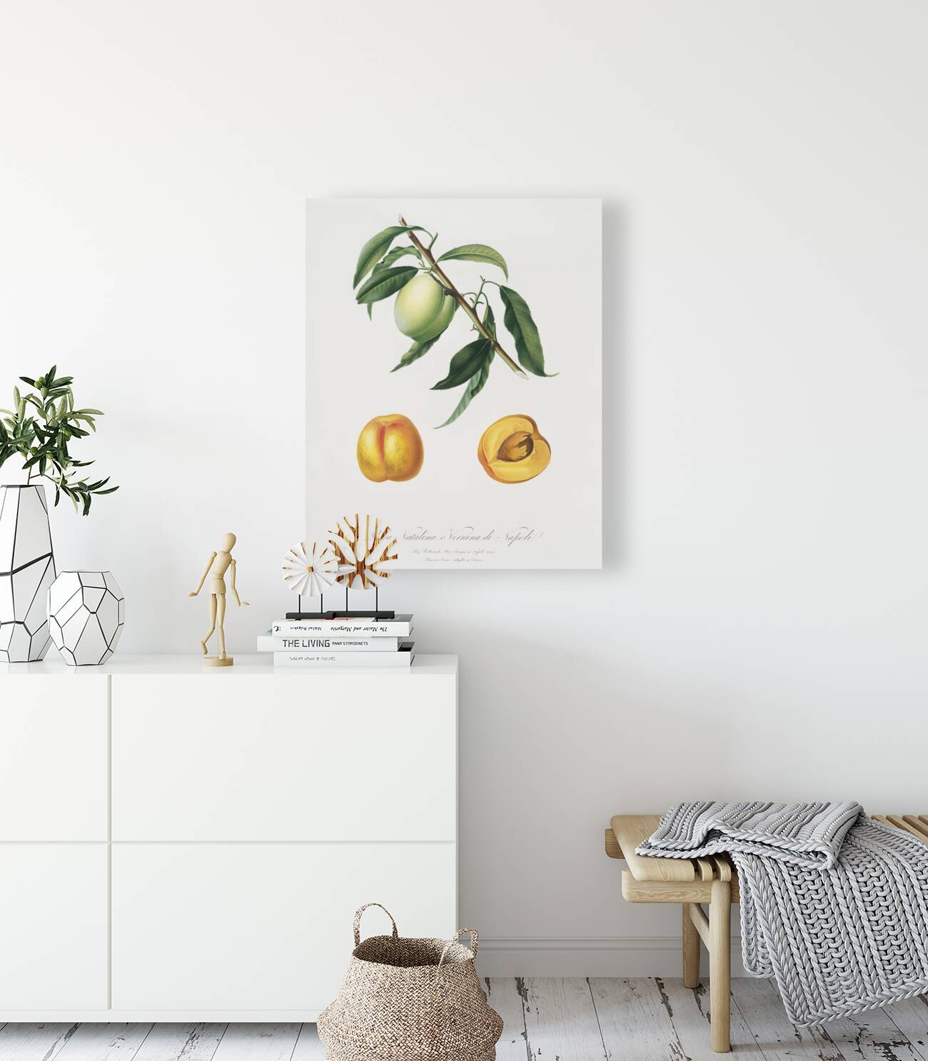 Apricot Pesca Natalina from Pomona Italiana 1817 - 1839 by Giorgio Gallesio 1772-1839.  Reproduction