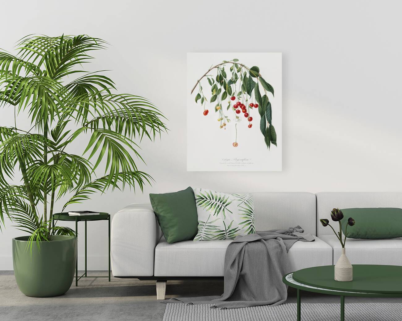 Visciola Cherries Cerasus visciola from Pomona Italiana 1817 - 1839 by Giorgio Gallesio 1772-1839.  Reproduction