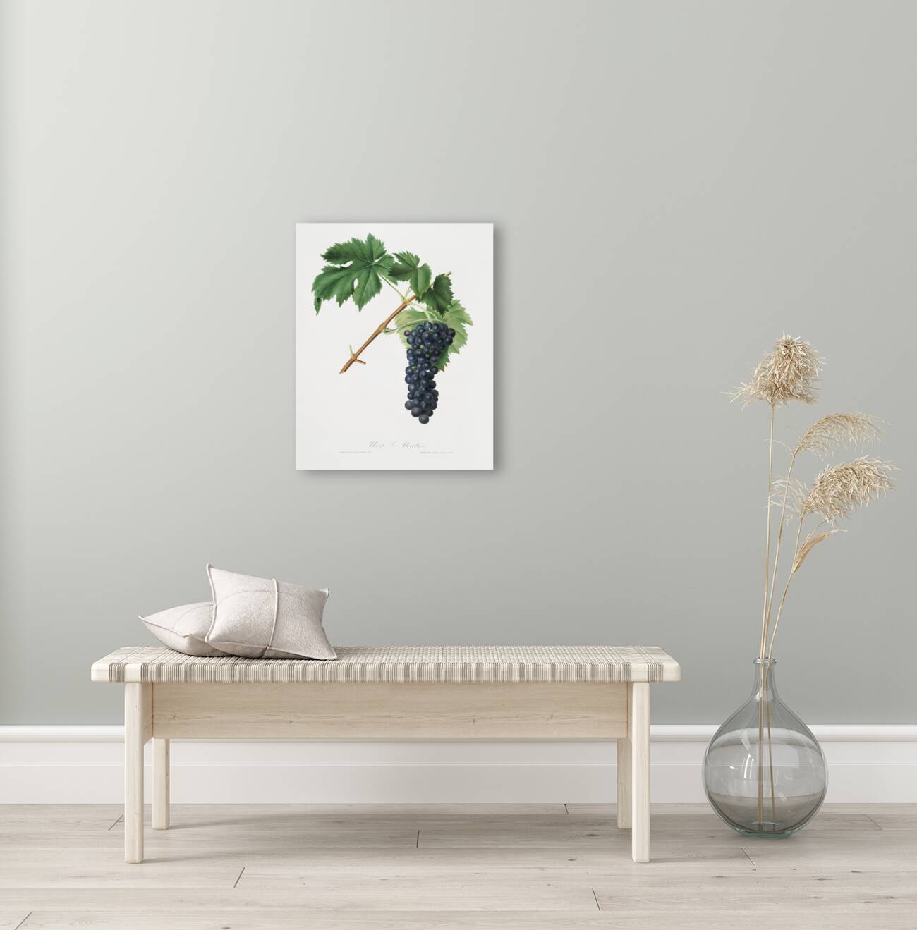 Black Aleatico grape Vitis vinifera from Pomona Italiana 1817 - 1839 by Giorgio Gallesio 1772-1839.  Reproduction