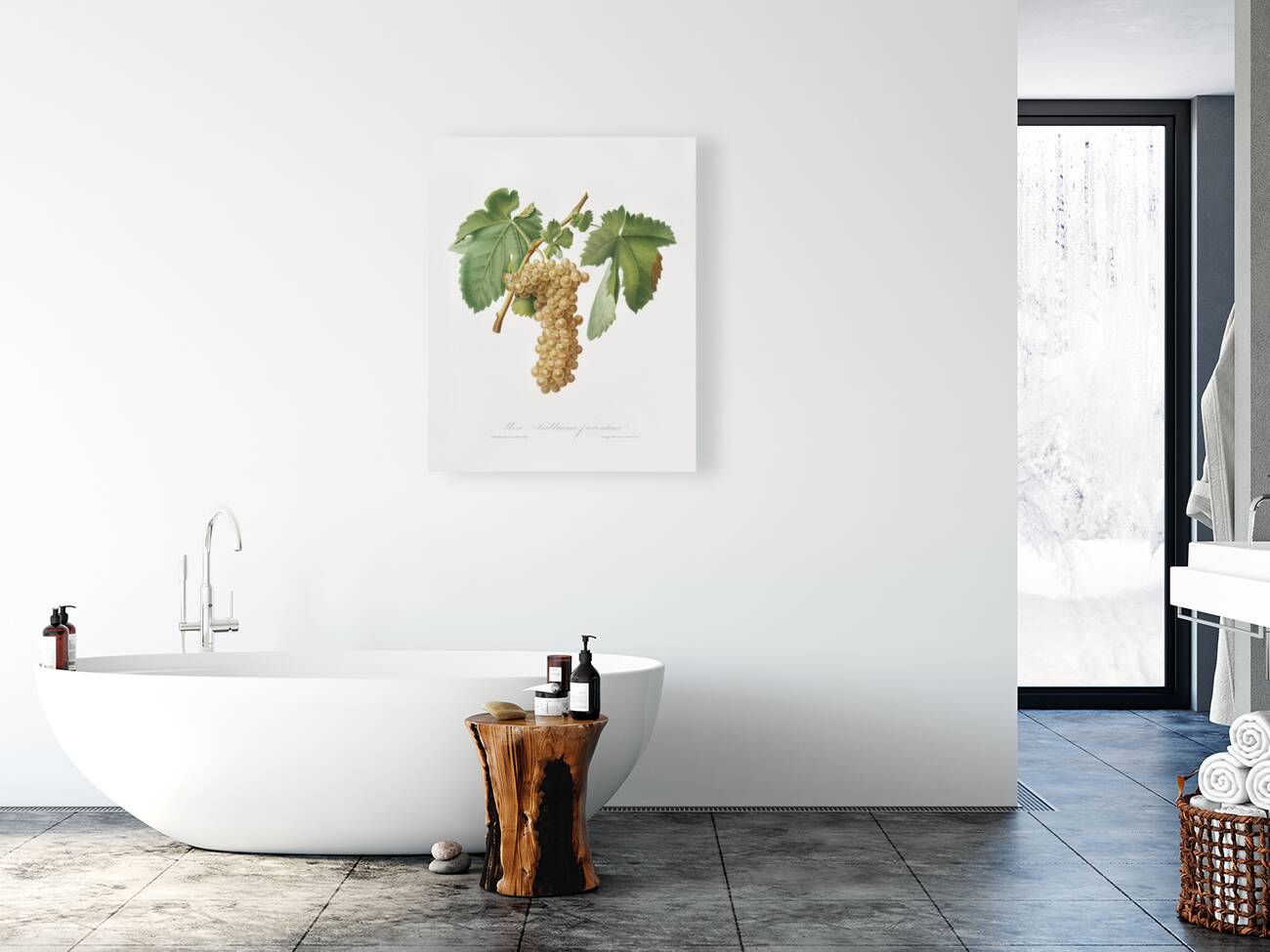 Trebbiano grapes Vitis vinifera Trebulana Florentina from Pomona Italiana 1817 - 1839 by Giorgio Gallesio 1772-1839.  Reproduction