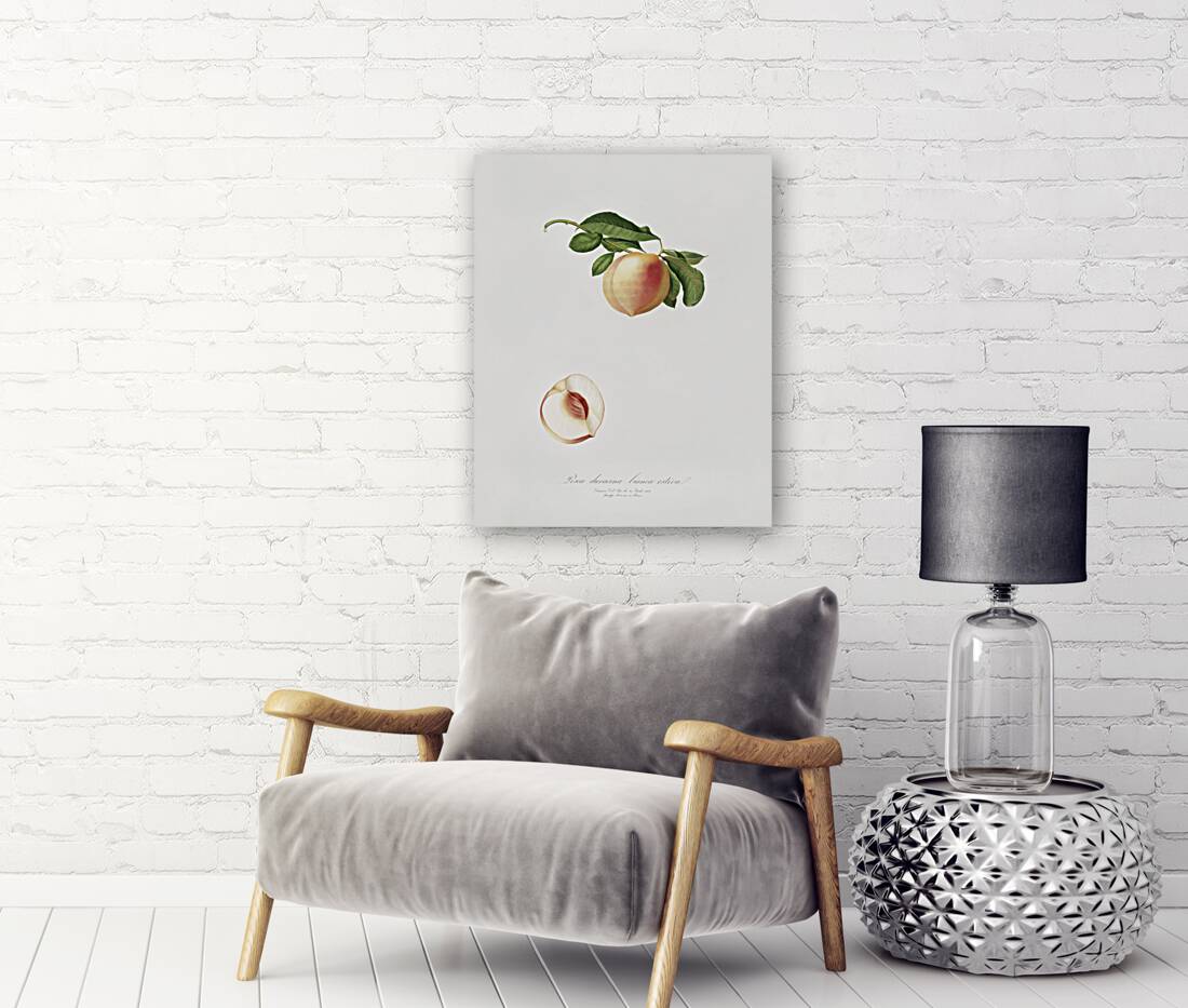 Peach Persica julodermis from Pomona Italiana 1817 - 1839 by Giorgio Gallesio 1772-1839.  Reproduction