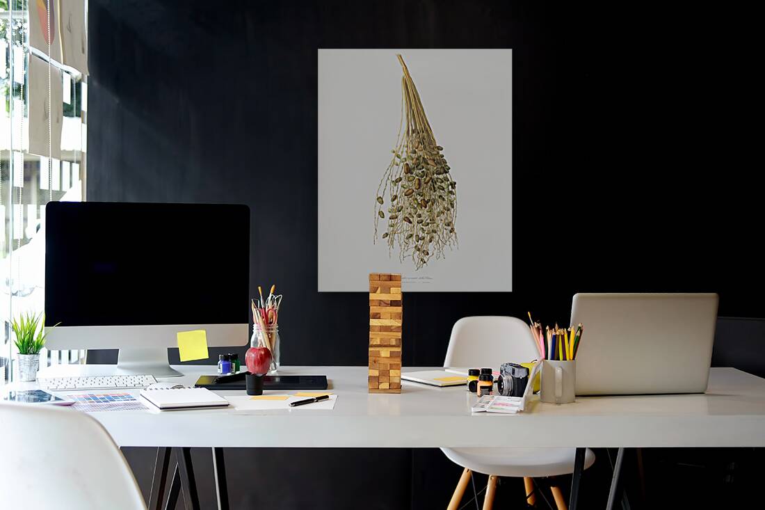 Normal Spadice of the palm Phoenix dactylifera from Pomona Italiana 1817 - 1839 by Giorgio Gallesio 1772-1839.  Reproduction