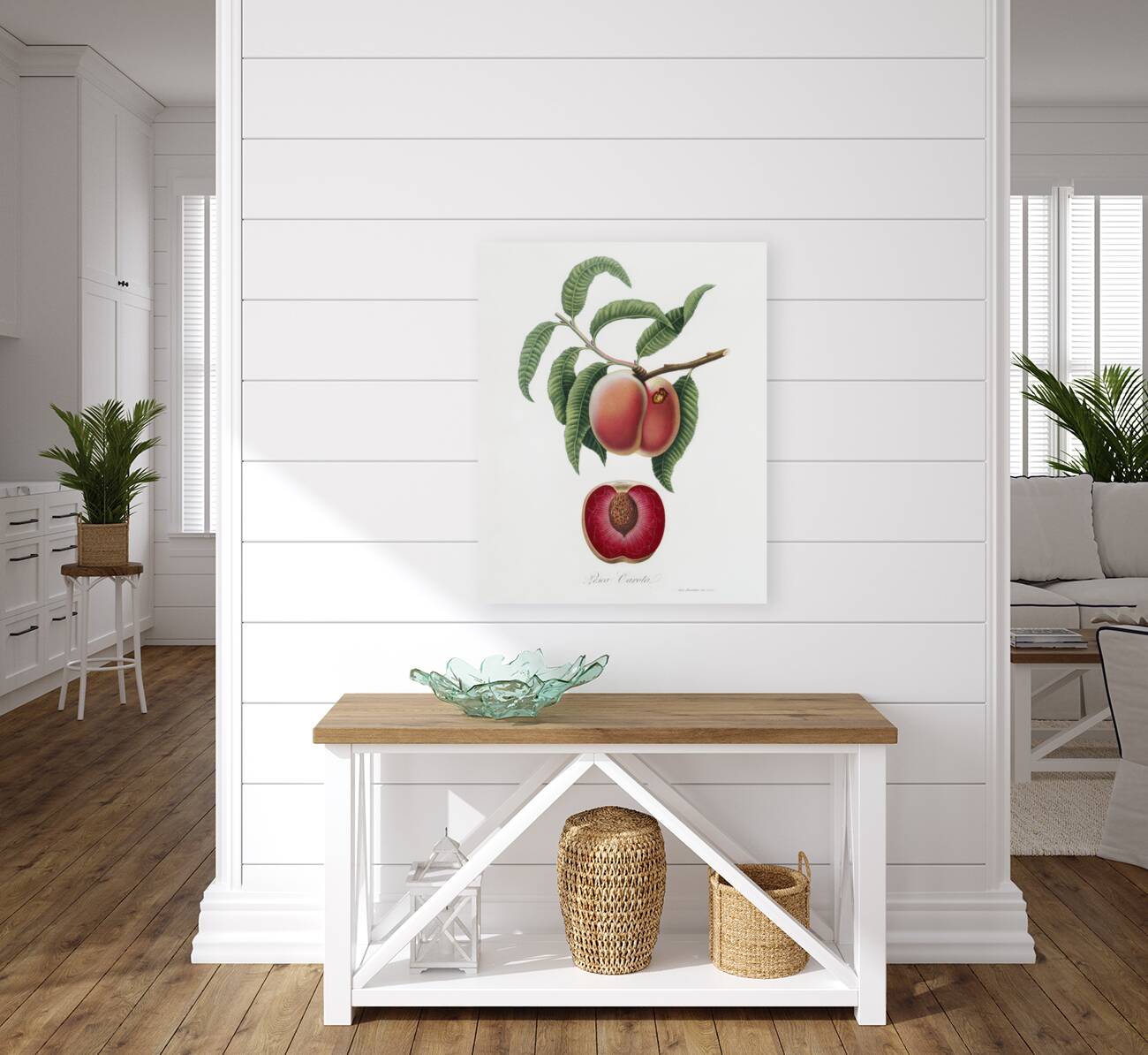 Carrot Peach Persica carota from Pomona Italiana 1817 - 1839 by Giorgio Gallesio 1772-1839.  Reproduction