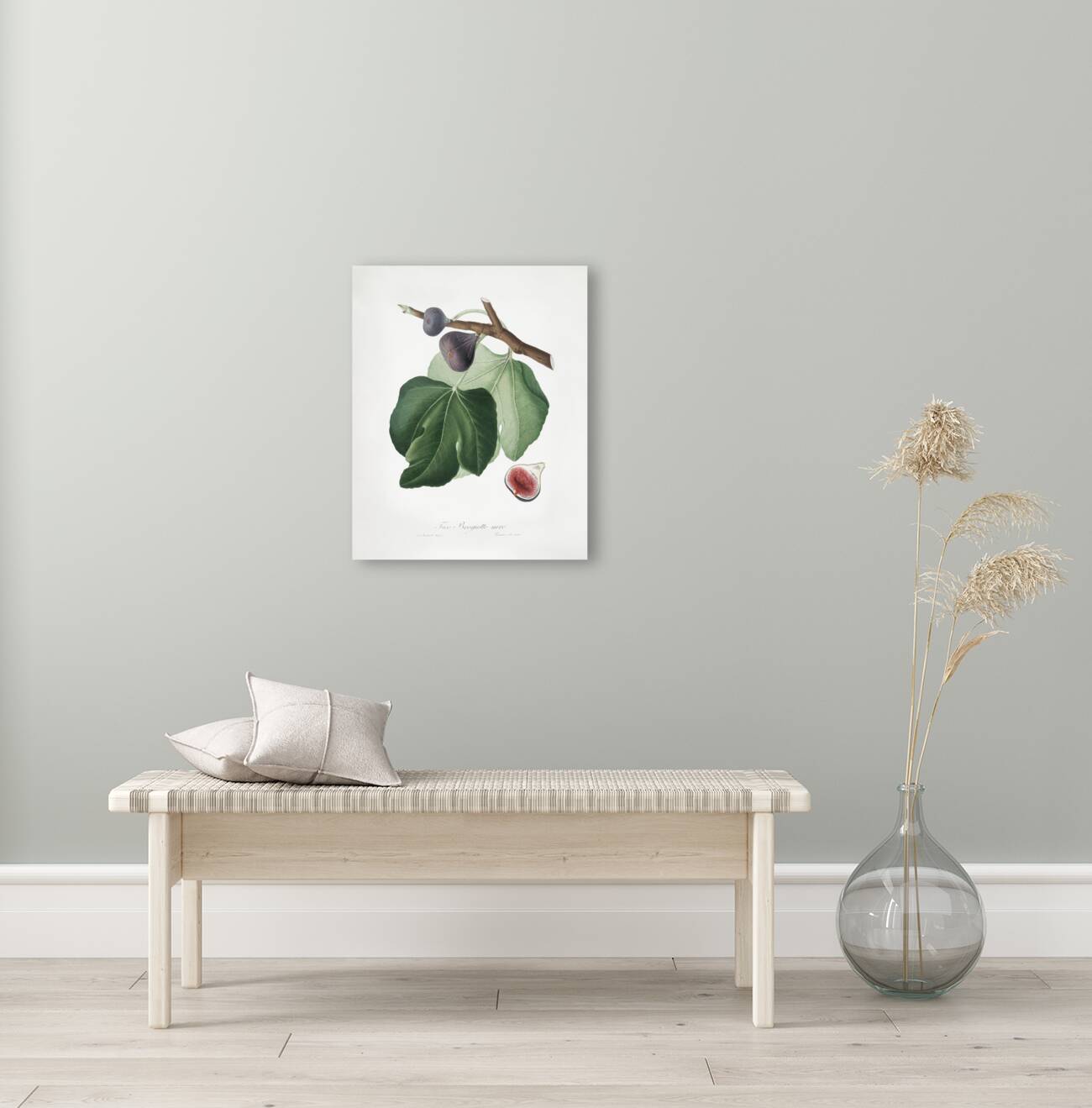 Black Fig Ficus carica from Pomona Italiana 1817 - 1839 by Giorgio Gallesio 1772-1839.  Reproduction