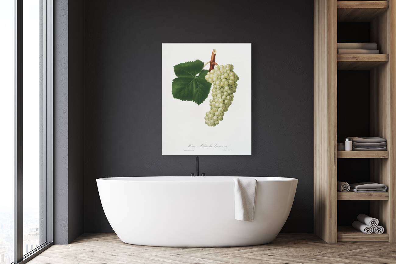 White Grape Vitis vinifera genuensis from Pomona Italiana 1817 - 1839 by Giorgio Gallesio 1772-1839.  Reproduction