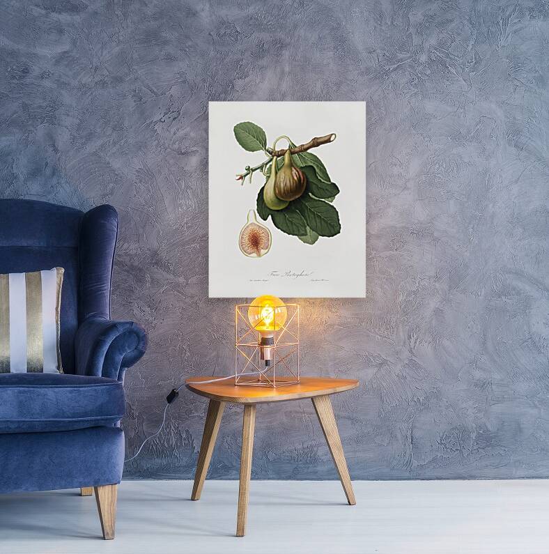 Fig Ficus carica from Pomona Italiana 1817 - 1839 by Giorgio Gallesio 1772-1839.  Reproduction