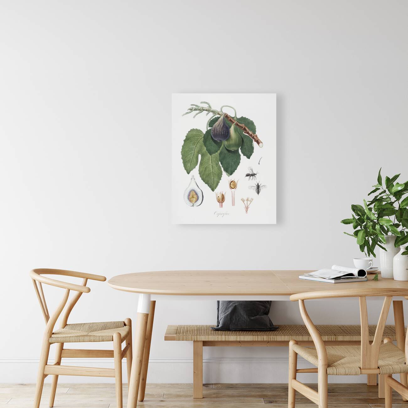 Cherry Cerasus Duracina from Pomona Italiana 1817 - 1839 by Giorgio Gallesio 1772-1839.  Reproduction