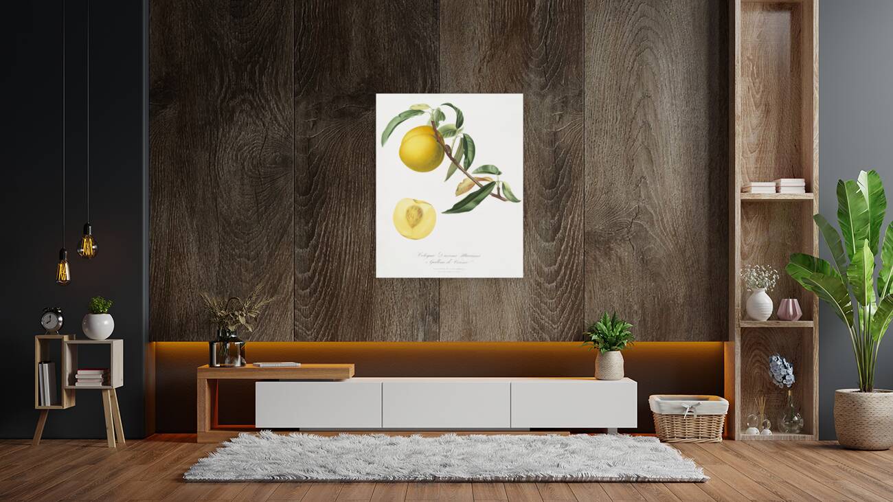 Peach Prunus persica from Pomona Italiana 1817 - 1839 by Giorgio Gallesio 1772-1839.  Reproduction