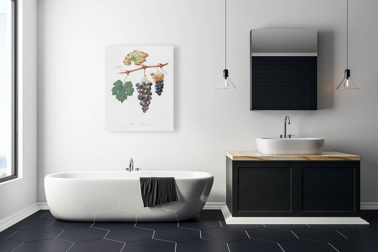 Summer grape Vites vinifera bicolor from Pomona Italiana 1817 - 1839 by Giorgio Gallesio 1772-1839.  Reproduction