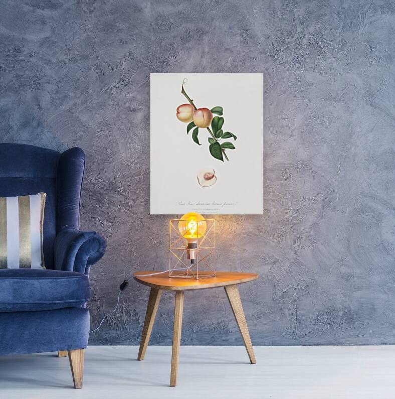 White walnut Persica psillidermis from Pomona Italiana 1817 - 1839 by Giorgio Gallesio 1772-1839.  Reproduction