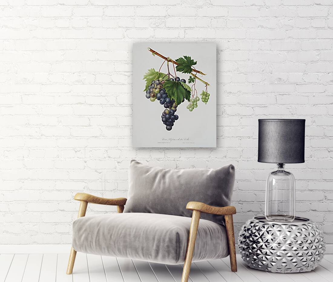 Grape from Ischia Viti vinifera vegetatione insana from Pomona Italiana 1817 - 1839 by Giorgio Gallesio 1772-1839.  Reproduction