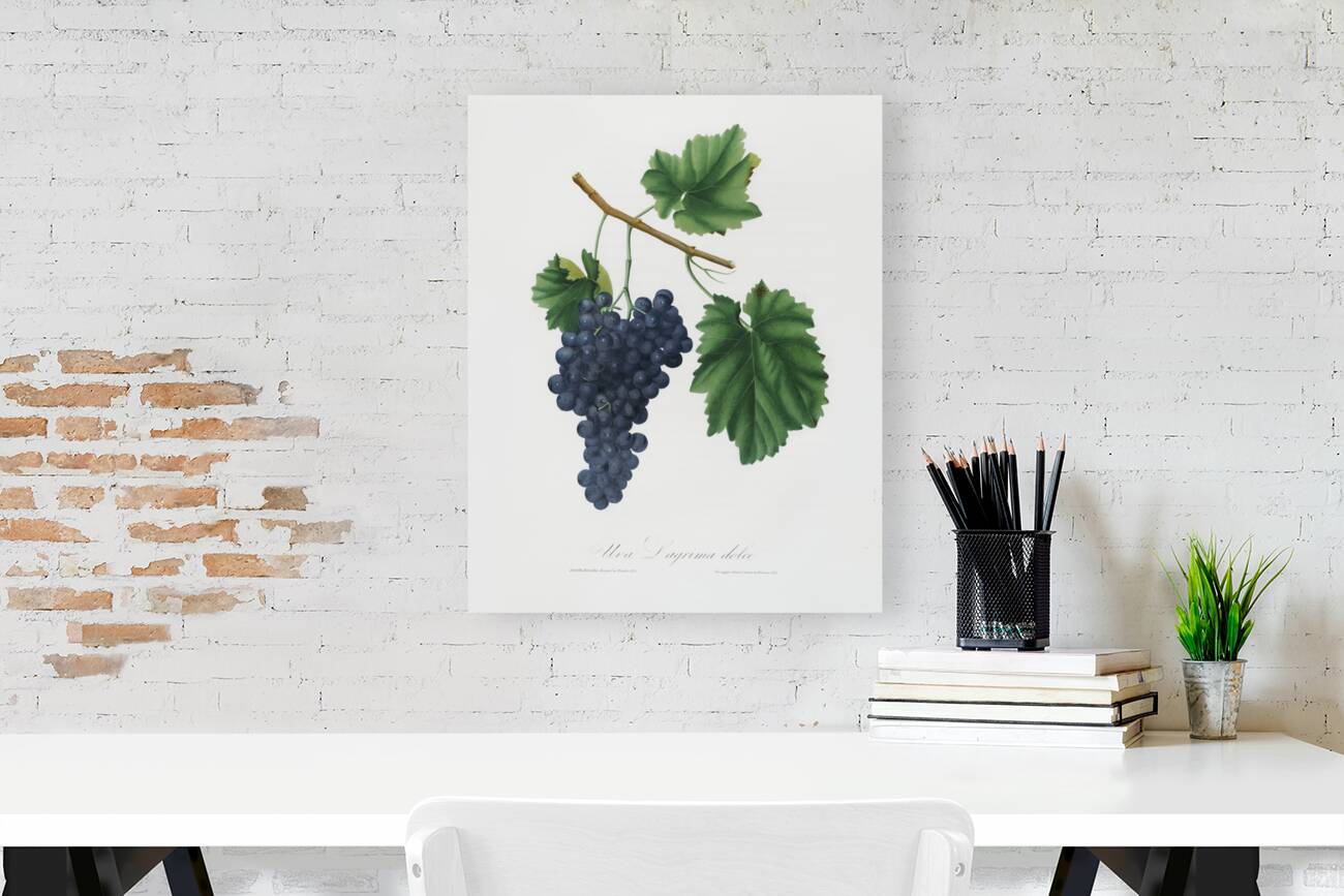 Lacrima grapes Vitis vinifera Vallisarnensis from Pomona Italiana 1817 - 1839 by Giorgio Gallesio 1772-1839.  Reproduction