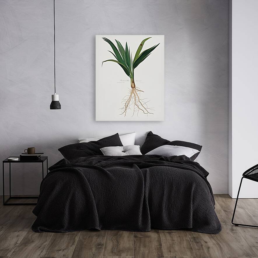 Date Palm Tree Phoenix dactylifera from Pomona Italiana 1817 - 1839 by Giorgio Gallesio 1772-1839.  Reproduction