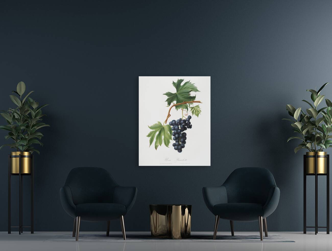 Brachetto grape Vitis vinifera niceaensis from Pomona Italiana 1817 - 1839 by Giorgio Gallesio 1772-1839.  Reproduction