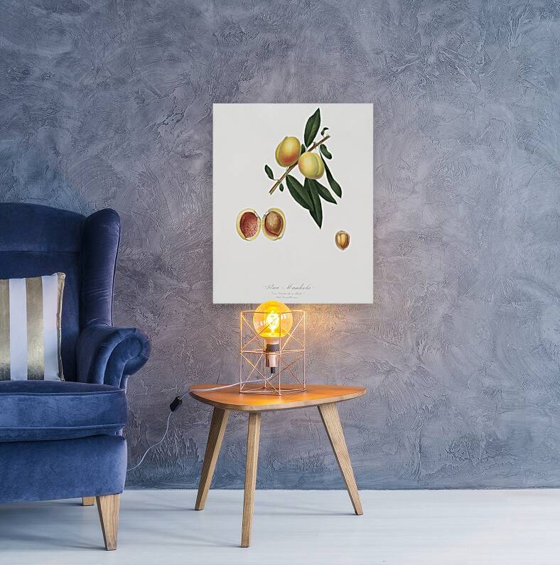 Peach Persica amygdalus from Pomona Italiana 1817 - 1839 by Giorgio Gallesio 1772-1839.  Reproduction