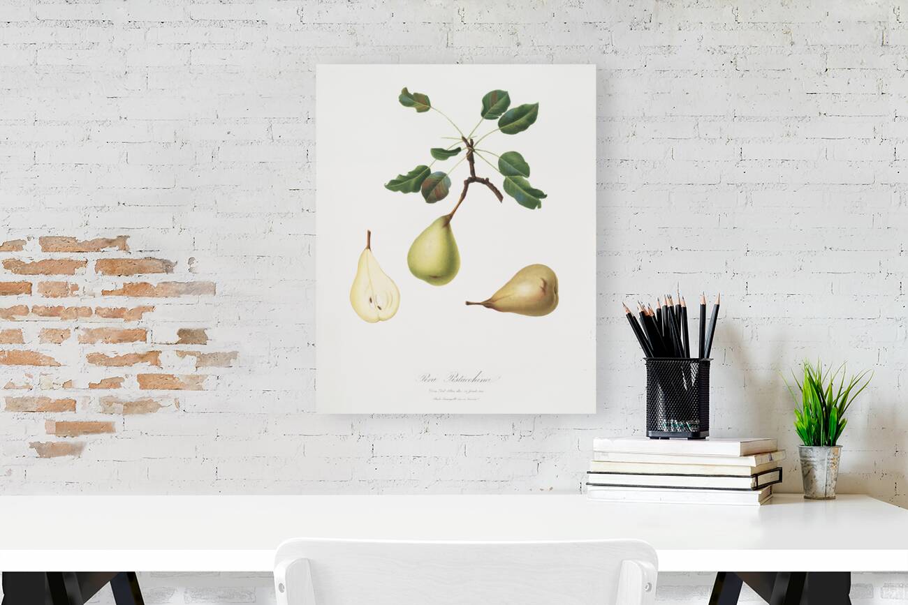 Pear Pyrus communis from Pomona Italiana 1817 - 1839 by Giorgio Gallesio 1772-1839.  Reproduction