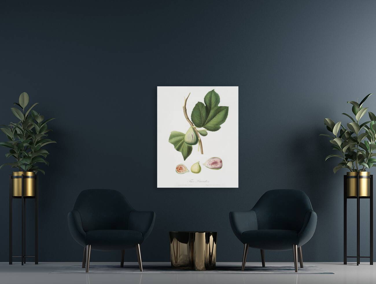 Fig Ficus carica bifera from Pomona Italiana 1817 - 1839 by Giorgio Gallesio 1772-1839.  Reproduction