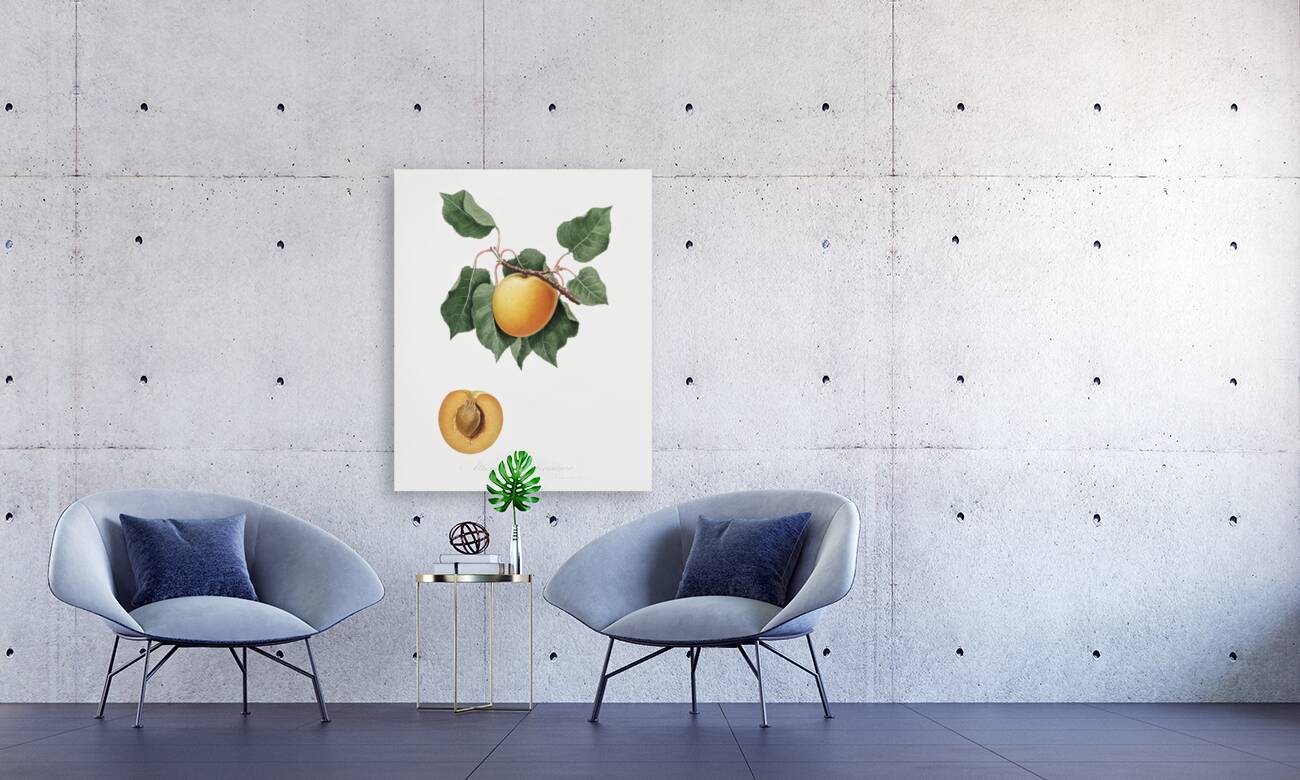 Apple Malus domestica from Pomona Italiana 1817 - 1839 by Giorgio Gallesio 1772-1839.  Reproduction