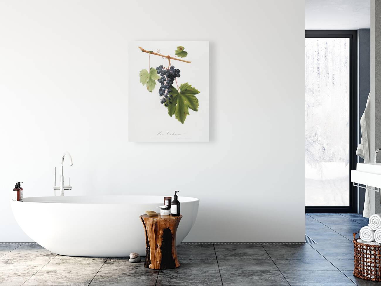 Grape Colorino Vitis vinifera auxiliaria  from Pomona Italiana 1817 - 1839 by Giorgio Gallesio 1772-1839.  Reproduction