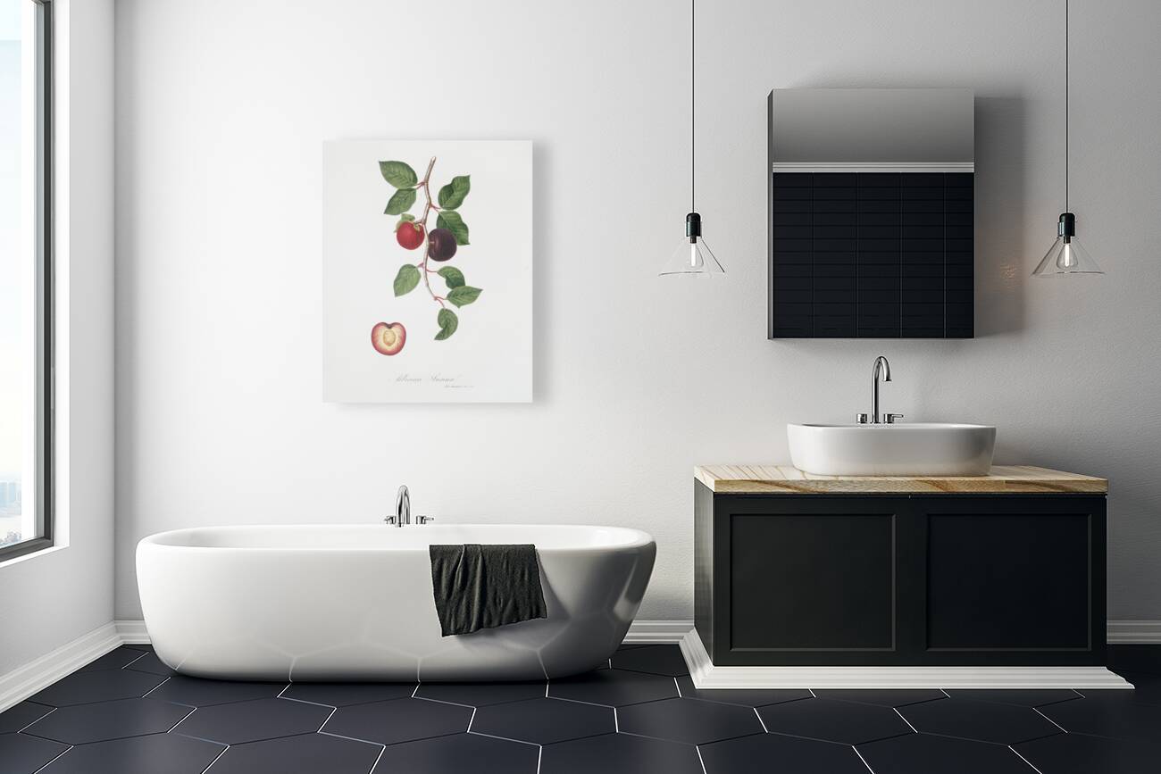 Apricot Armeniaca prunata from Pomona Italiana 1817 - 1839 by Giorgio Gallesio 1772-1839.  Reproduction