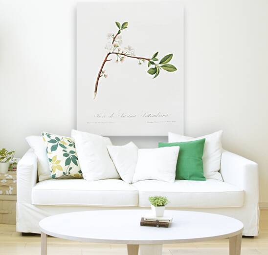 Flower of Plum Fiore di Susina Settembrina from Pomona Italiana 1817 - 1839 by Giorgio Gallesio 1772-1839.  Reproduction