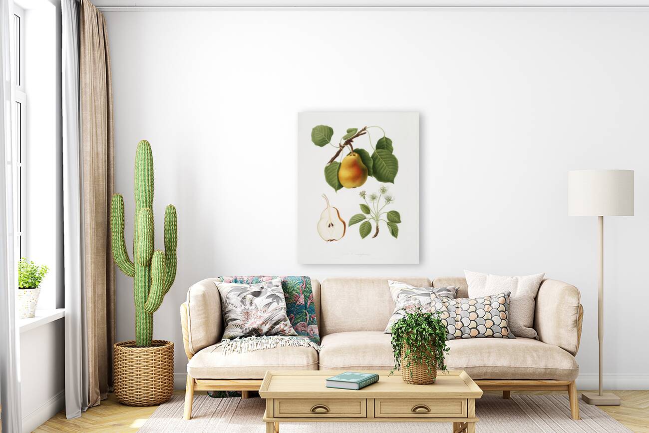 Pear Pyrus Pompeiana from Pomona Italiana 1817 - 1839 by Giorgio Gallesio 1772-1839.  Reproduction