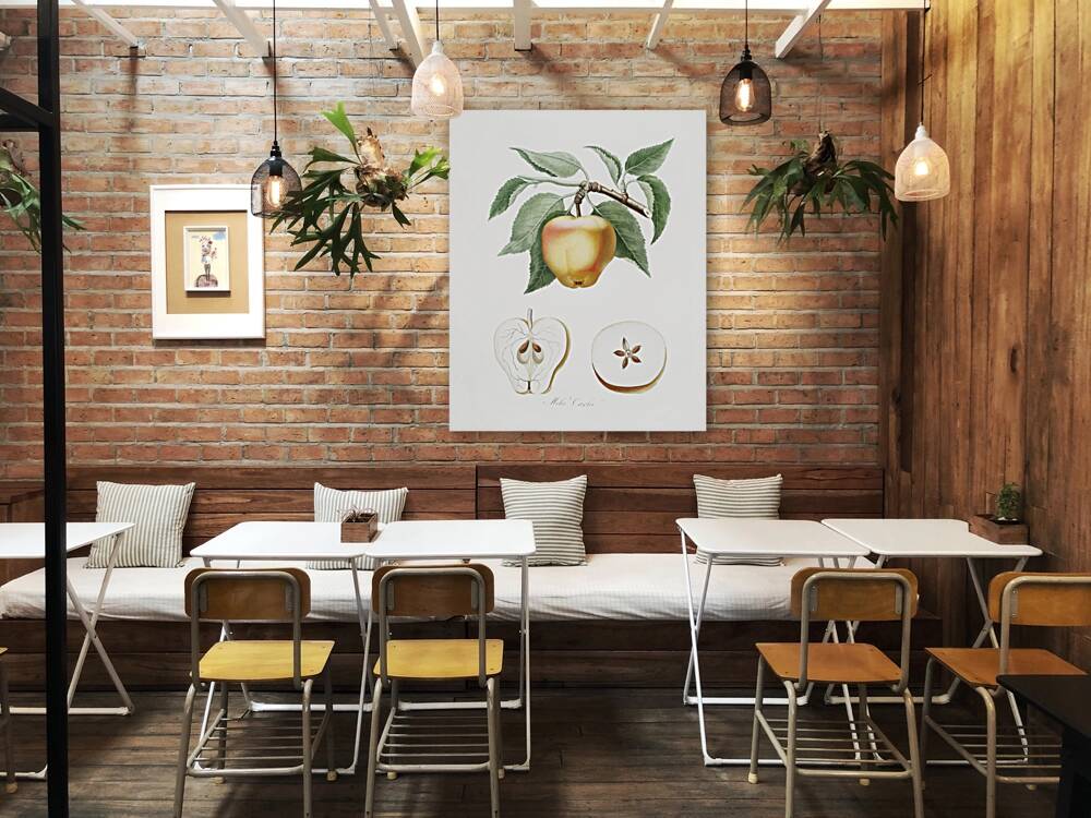 Carla Apple Melo Carlo from Pomona Italiana 1817 - 1839 by Giorgio Gallesio 1772-1839.  Reproduction