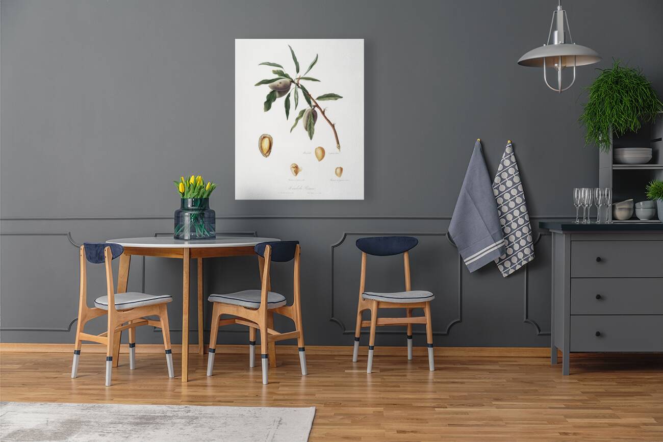 Almond Guscio tenero from Pomona Italiana 1817 - 1839 by Giorgio Gallesio 1772-1839.  Reproduction