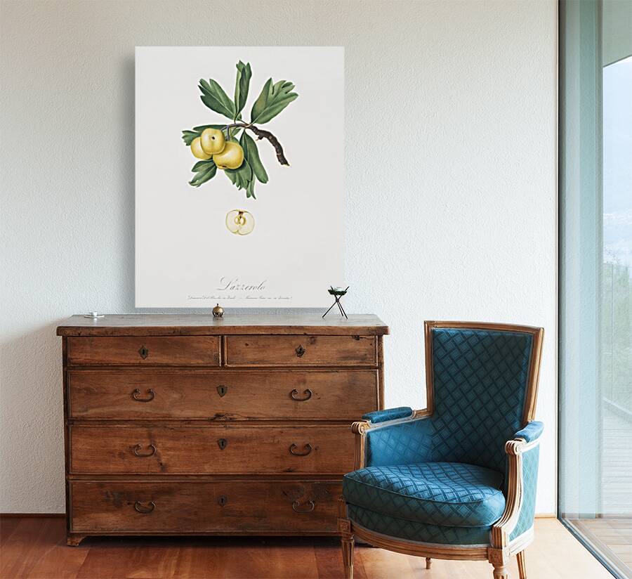 Hawthorn Crataegus poliossea sterilis from Pomona Italiana 1817 - 1839 by Giorgio Gallesio 1772-1839.  Reproduction