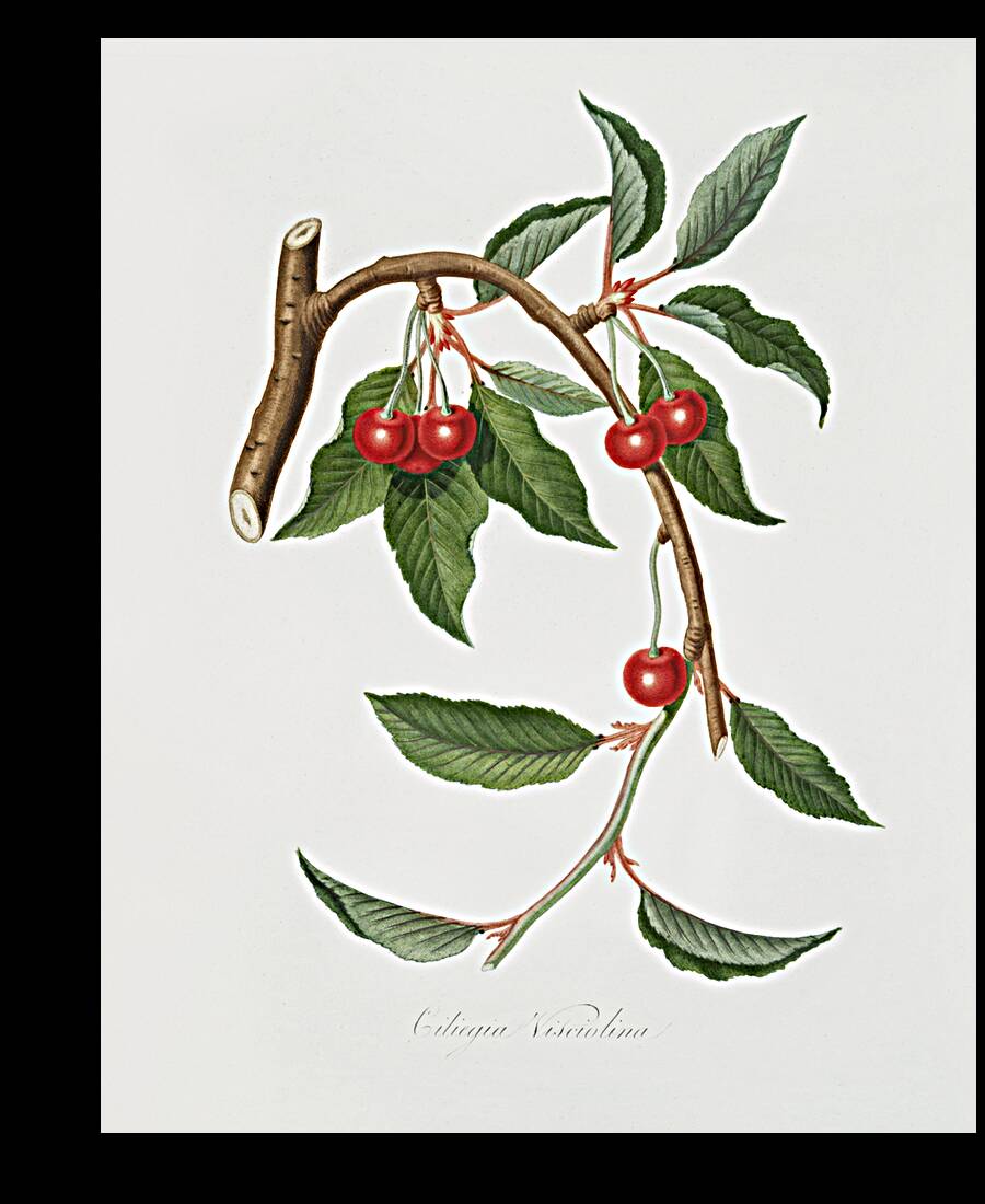 Cherry Ciliegio visciolino from Pomona Italiana 1817 - 1839 by Giorgio Gallesio 1772-1839.  Reproduction