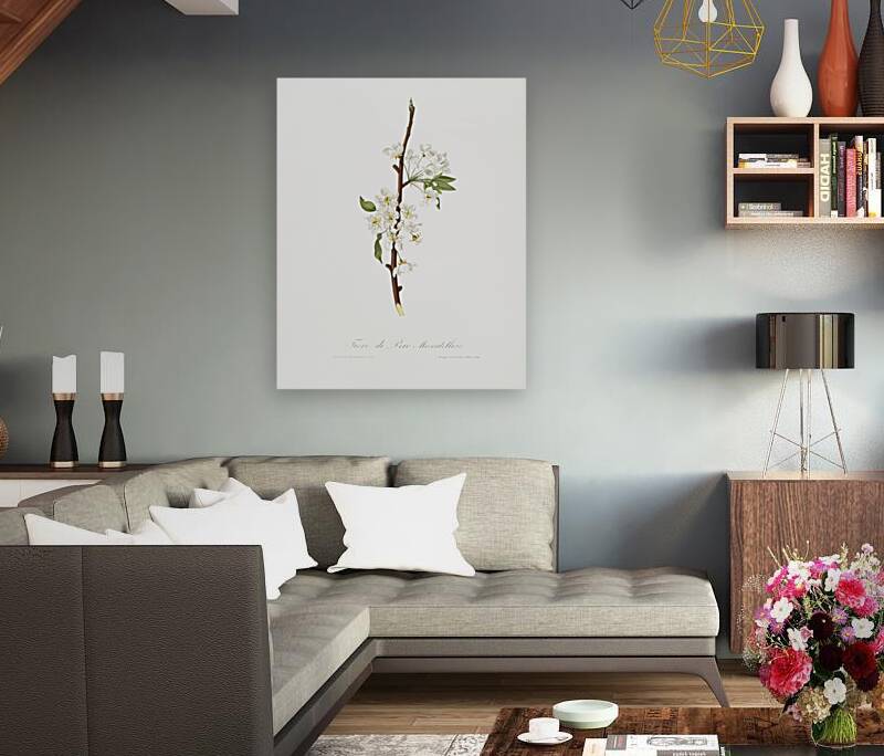 Musky pear flower Pyrus × bretschneideri from Pomona Italiana 1817 - 1839 by Giorgio Gallesio 1772-1839.  Reproduction