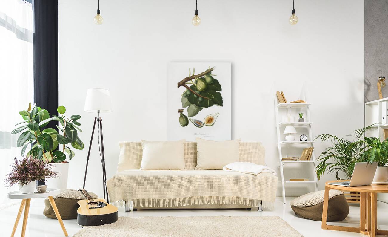 Common Fig Ficus carica sativa from Pomona Italiana 1817 - 1839 by Giorgio Gallesio 1772-1839.  Reproduction