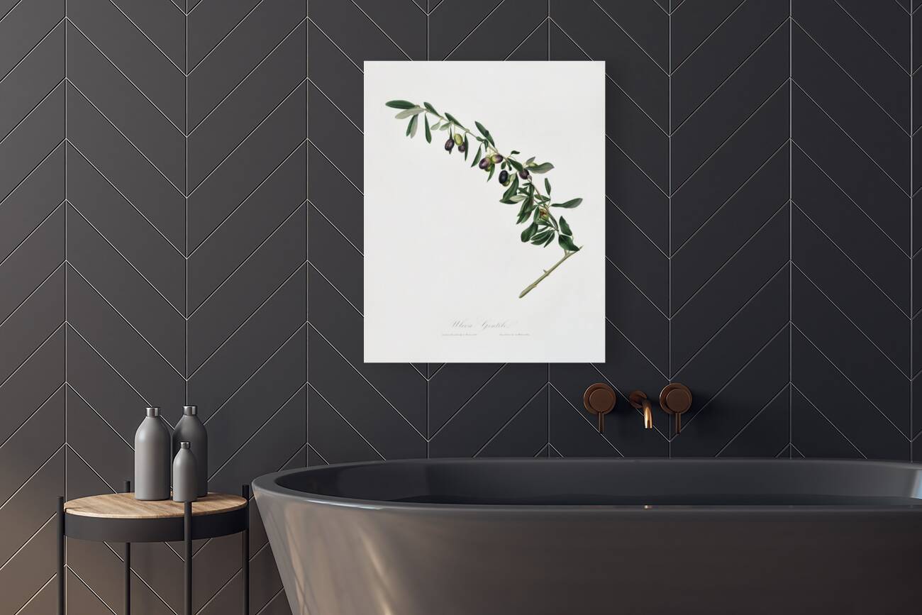 Olives Olea sativa Italica from Pomona Italiana 1817 - 1839 by Giorgio Gallesio 1772-1839.  Reproduction