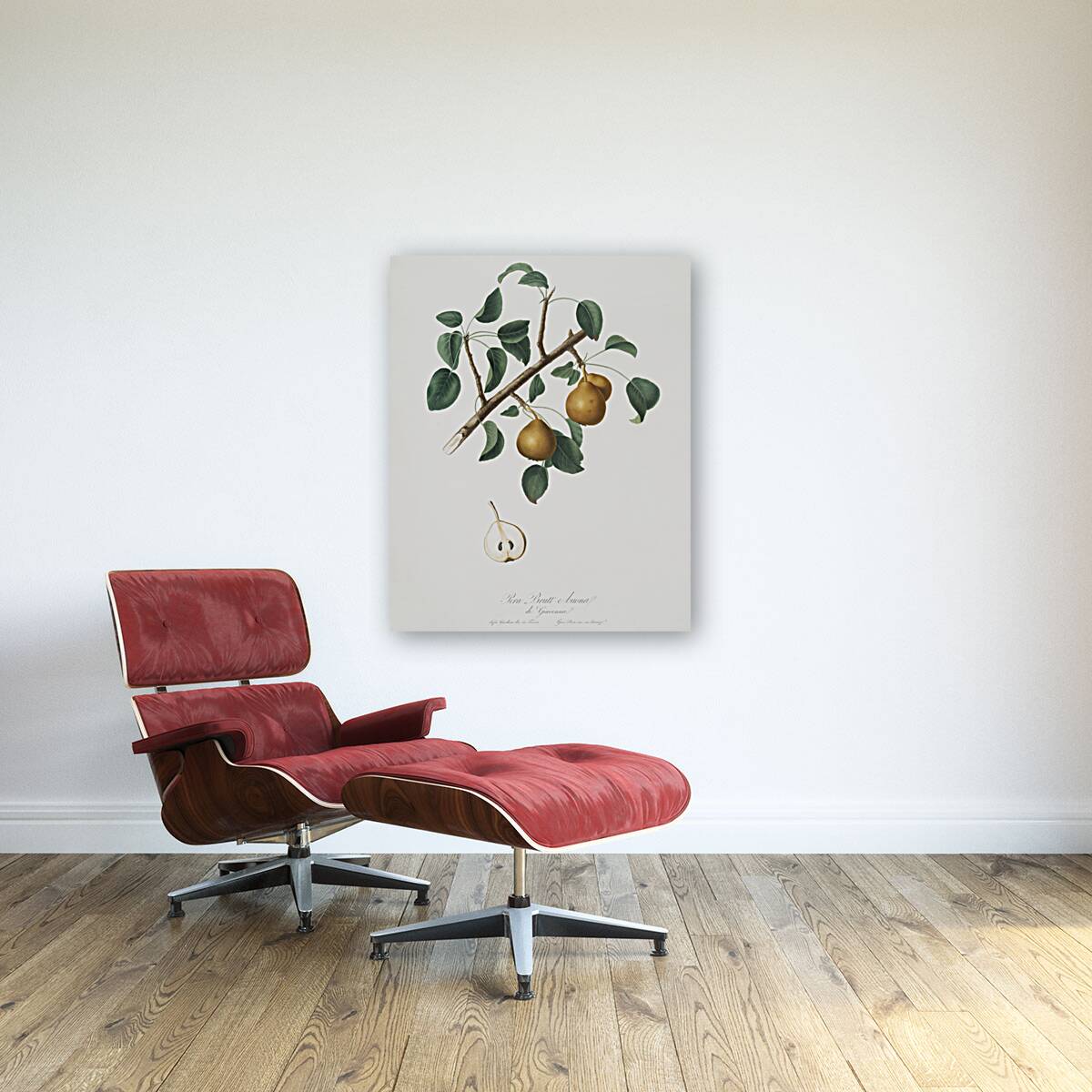 Seckel pear Pyrus × serrulata from Pomona Italiana 1817 - 1839 by Giorgio Gallesio 1772-1839.  Reproduction