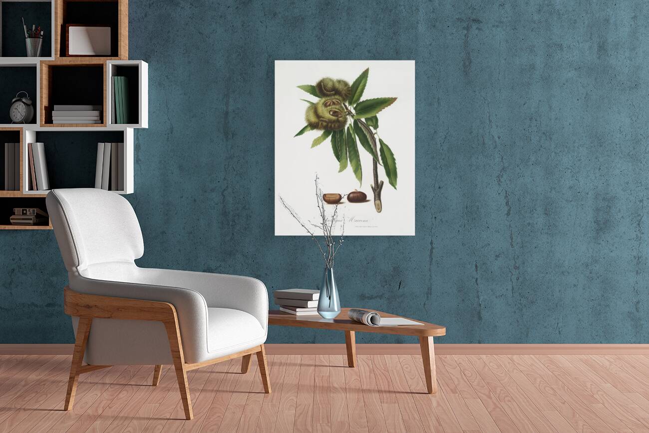 Spanish Chestnut Castanea sativa from Pomona Italiana 1817 - 1839 by Giorgio Gallesio 1772-1839.  Reproduction