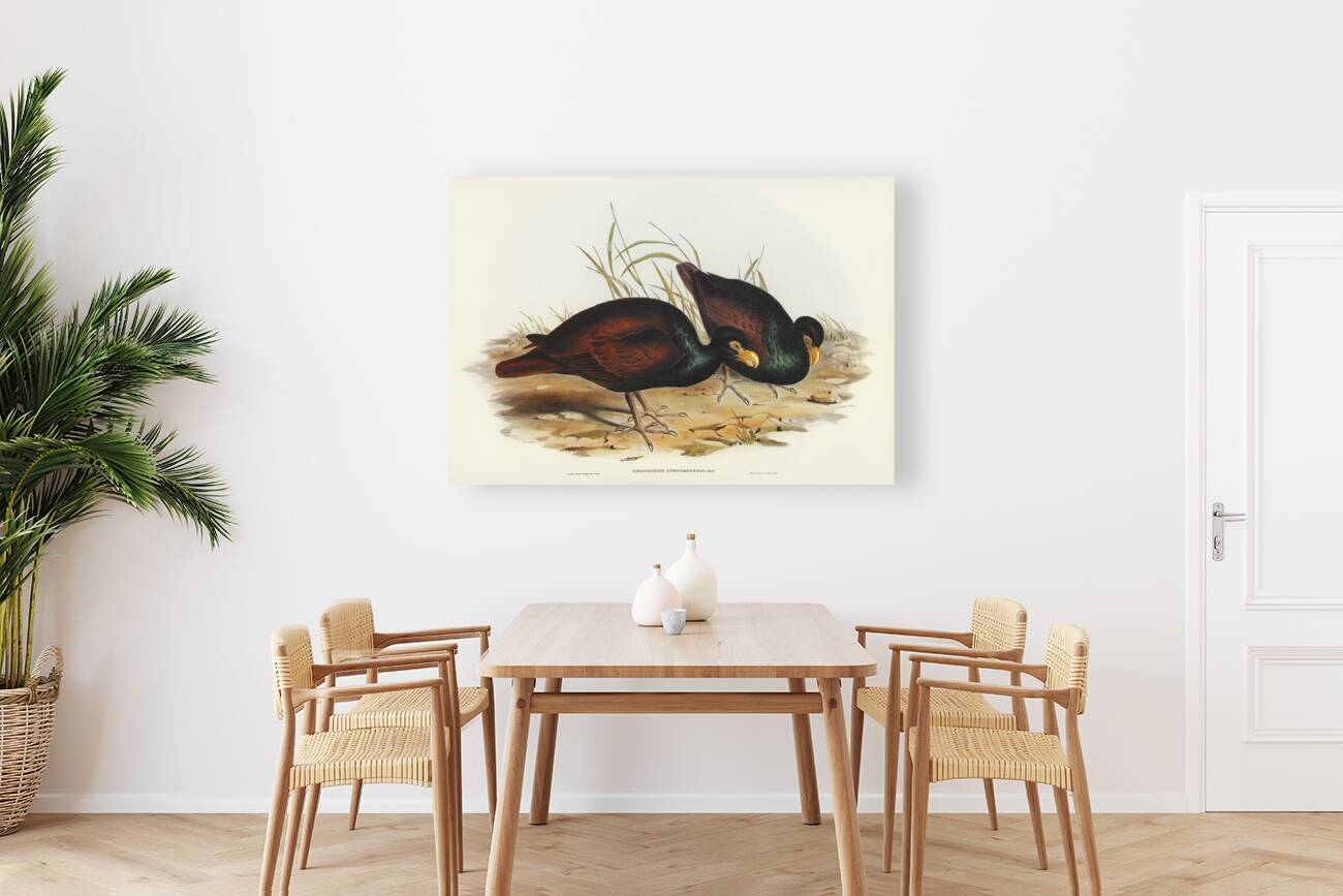 Gnathodon Gnathodon strigirostris illustrated by Elizabeth Gould 1804–1841 for John Gould’s 1804-1881 Birds of Australia  Reproduction