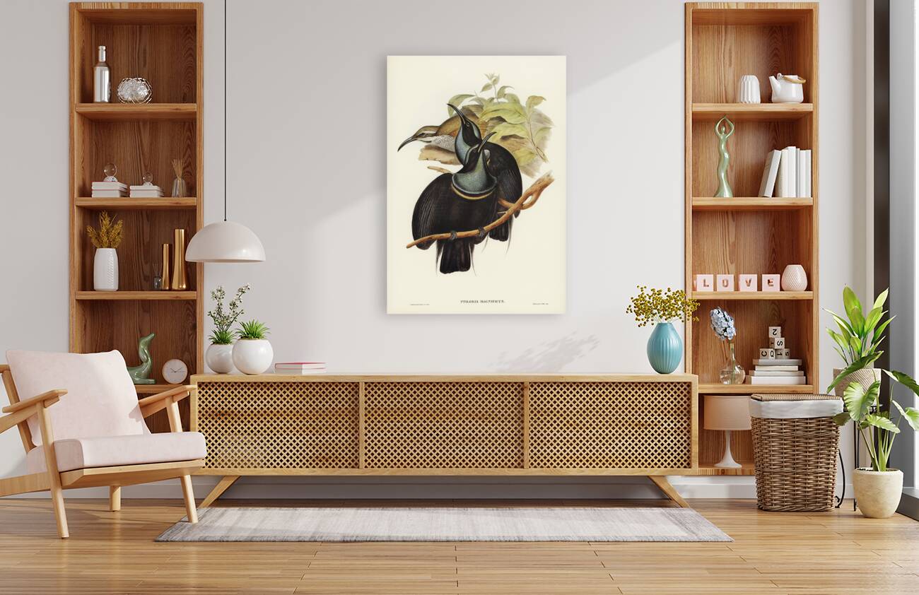 Magnificent Rifle-bird Ptiloris magnifica illustrated by Elizabeth Gould 1804–1841 for John Gould’s 1804-1881 Birds of Australia  Reproduction