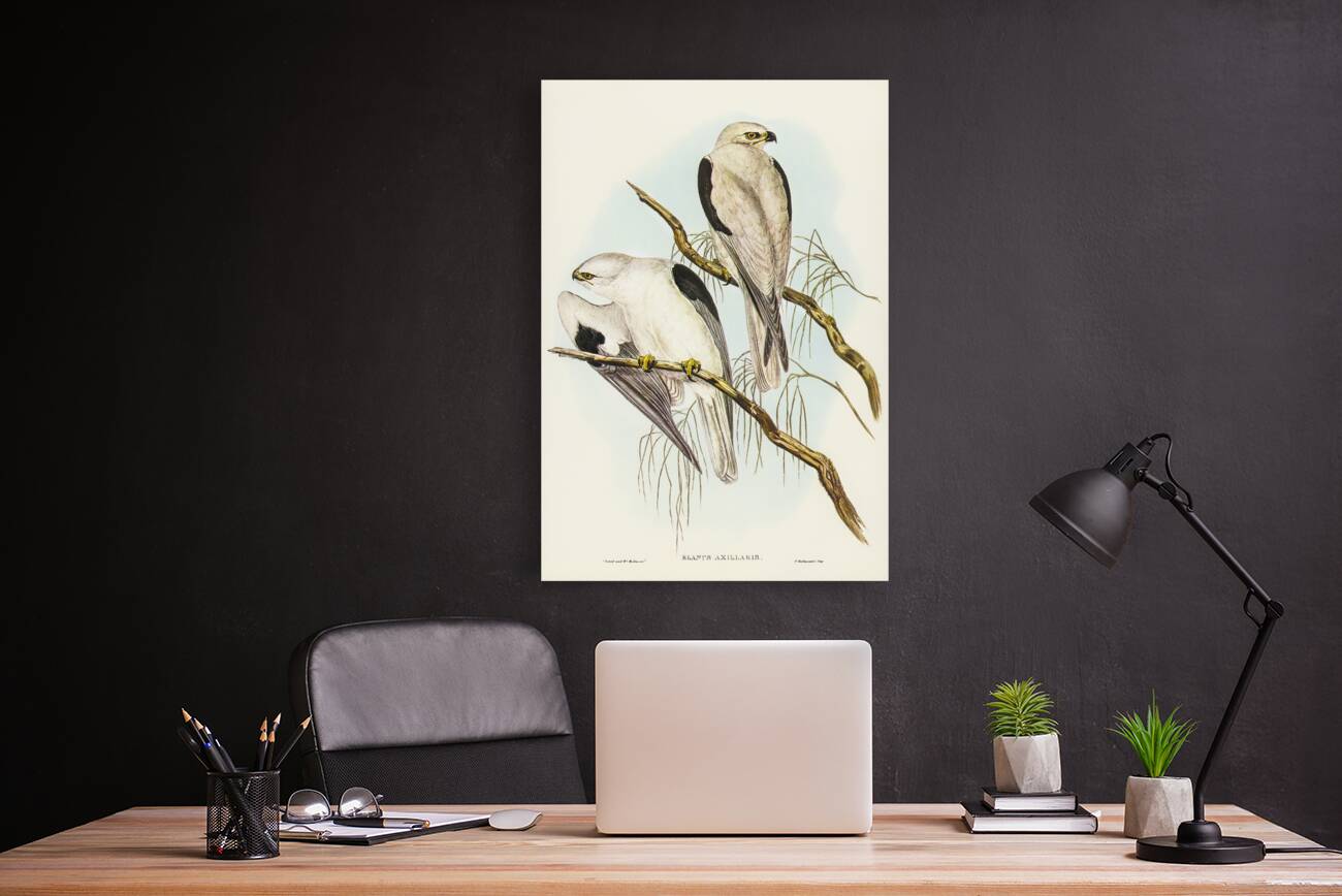 Square-tailed Kite Milvus insures illustrated by Elizabeth Gould 1804–1841 for John Gould’s 1804-1881 Birds of Australia  Reproduction