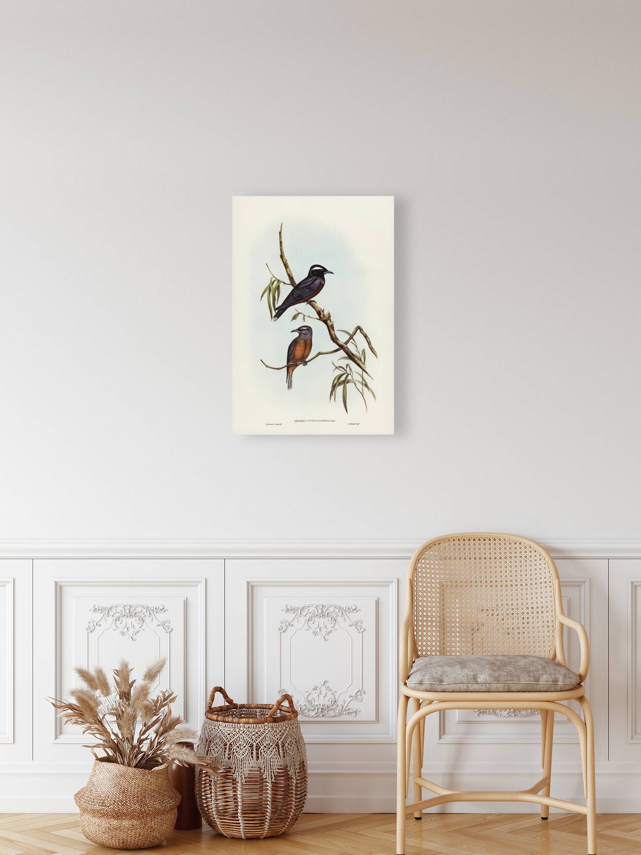 White-eyebrowed Wood Swallow Artamus supercilious illustrated by Elizabeth Gould 1804–1841 for John Gould’s 1804-1881 Birds of Australia  Reproduction