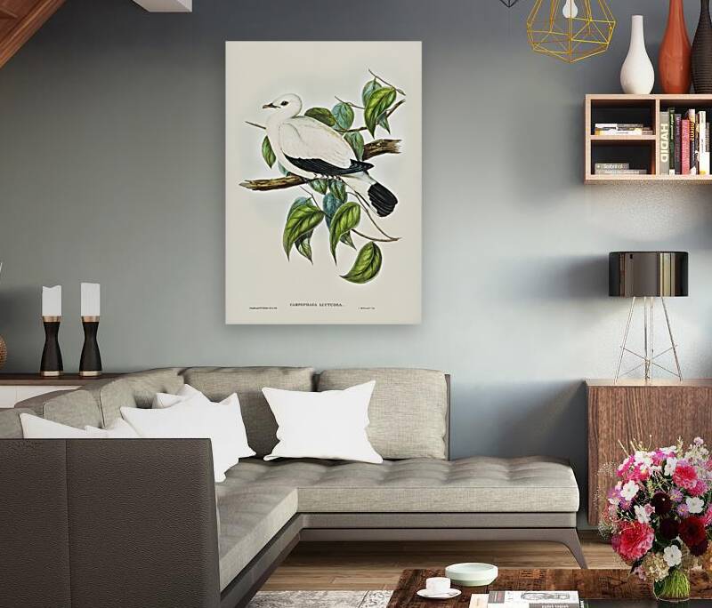 Torres Strait Fruit Pigeon Carpophaga luctuosa illustrated by Elizabeth Gould 1804–1841 for John Gould’s 1804-1881 Birds of Australia  Reproduction