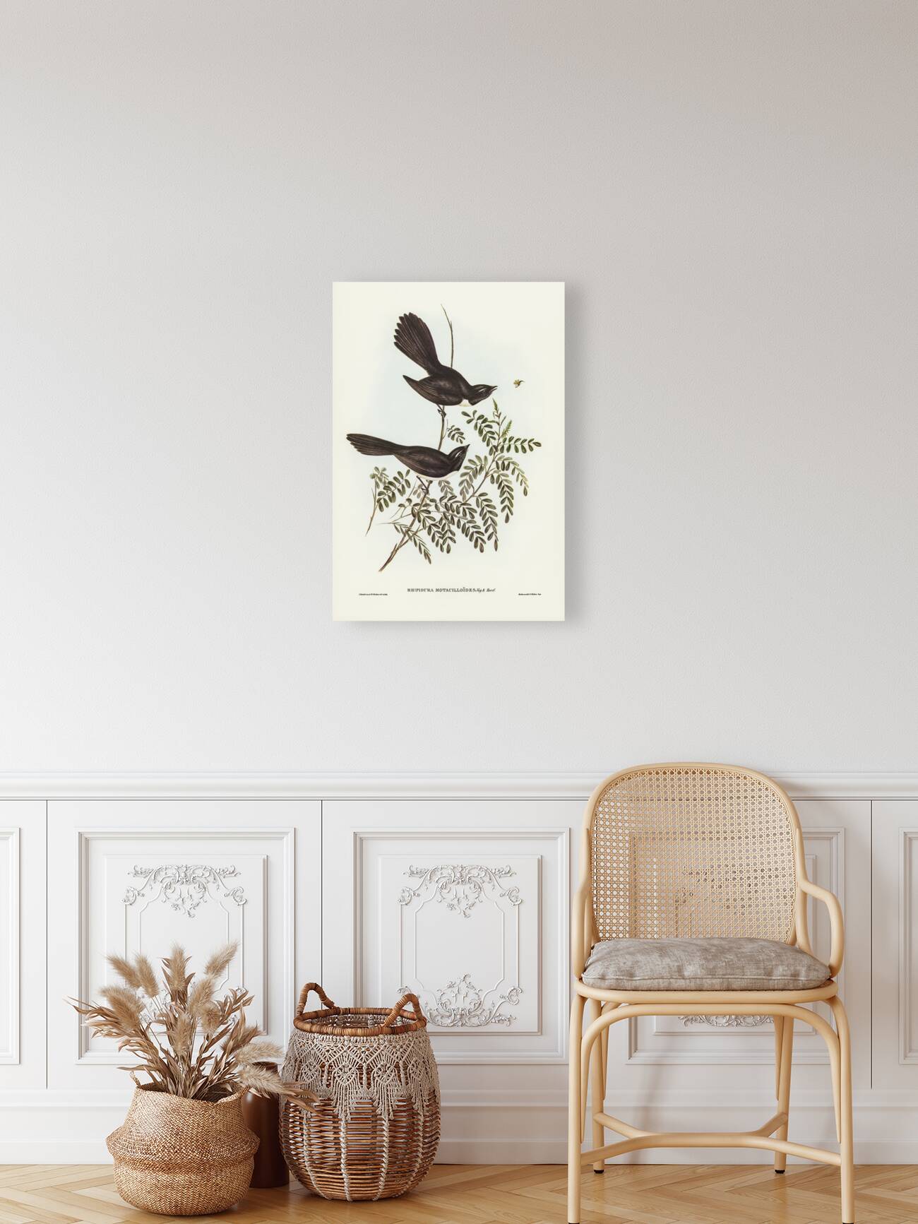 Black Fantailed Flycatcher Rhipidura Motacilloides illustrated by Elizabeth Gould 1804–1841 for John Gould’s 1804-1881 Birds of Australia  Reproduction