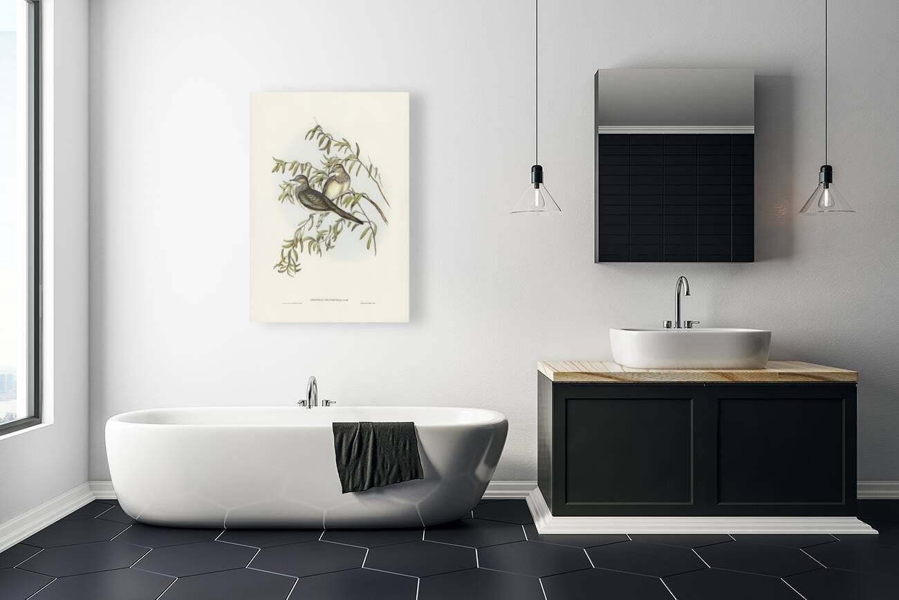 Peaceful Ground Dove Geopelia tranquilla illustrated by Elizabeth Gould 1804–1841 for John Gould’s 1804-1881 Birds of Australia  Reproduction