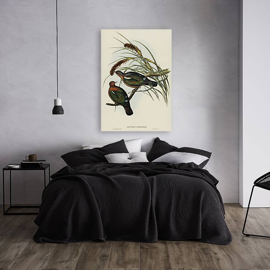 Swainson’s Graucalus Graucalus Swainsonii illustrated by Elizabeth Gould 1804–1841 for John Gould’s 1804-1881 Birds of Australia  Reproduction