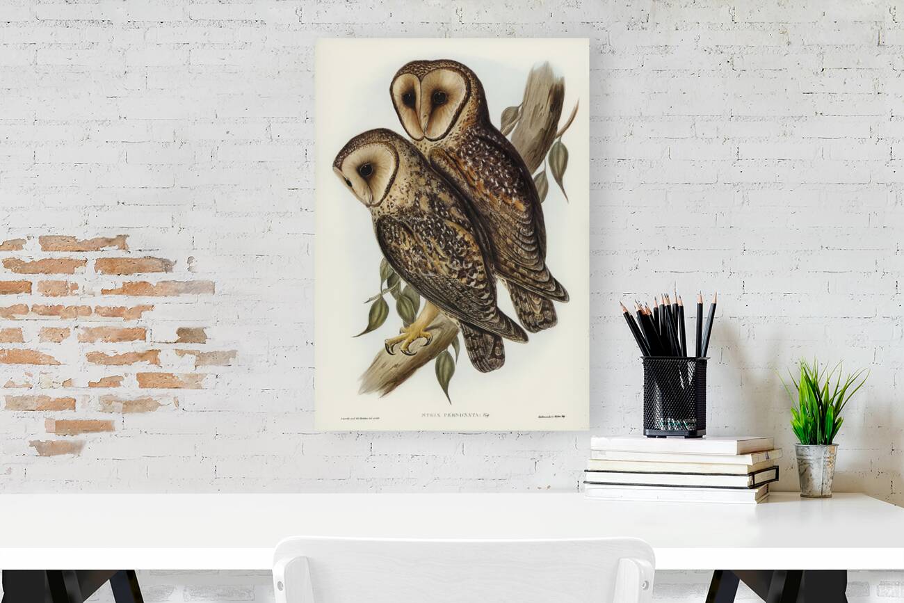 Masked Barn Owl Strix Personata Vig illustrated by Elizabeth Gould 1804–1841 for John Gould’s 1804-1881 Birds of Australia  Reproduction