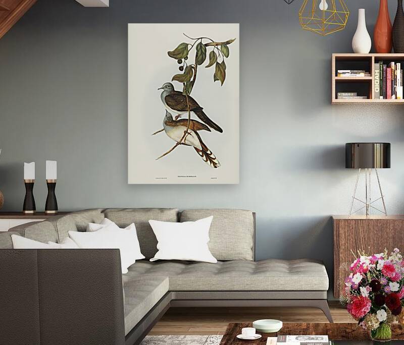 Barred-shouldered Ground Dove Geopelia humeralis illustrated by Elizabeth Gould 1804–1841 for John Gould’s 1804-1881 Birds of Australia  Reproduction