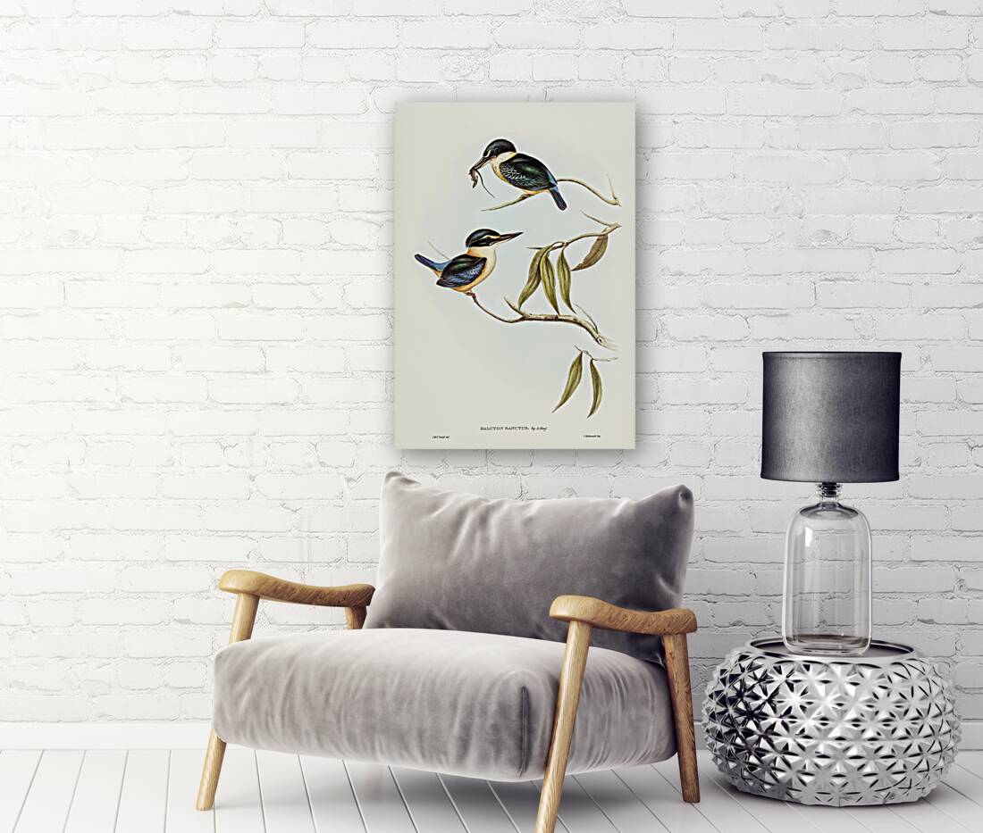 Sacred Halcyon Halcyon sanctus illustrated by Elizabeth Gould 1804–1841 for John Gould’s 1804-1881 Birds of Australia  Reproduction