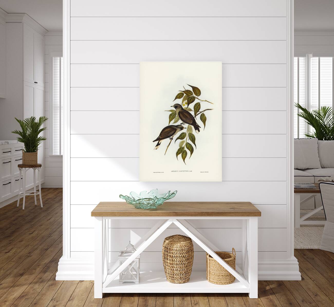 White-vented Wood Swallow Artamus albiventris illustrated by Elizabeth Gould 1804–1841 for John Gould’s 1804-1881 Birds of Australia  Reproduction