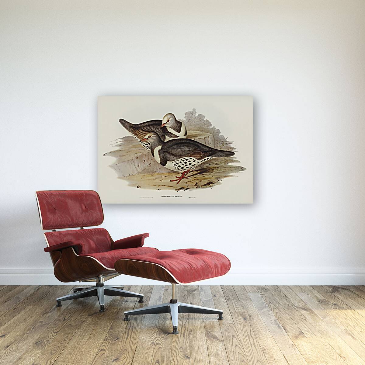 Wonga-wonga Pigeon Leucosarcia picata illustrated by Elizabeth Gould 1804–1841 for John Gould’s 1804-1881 Birds of Australia  Reproduction