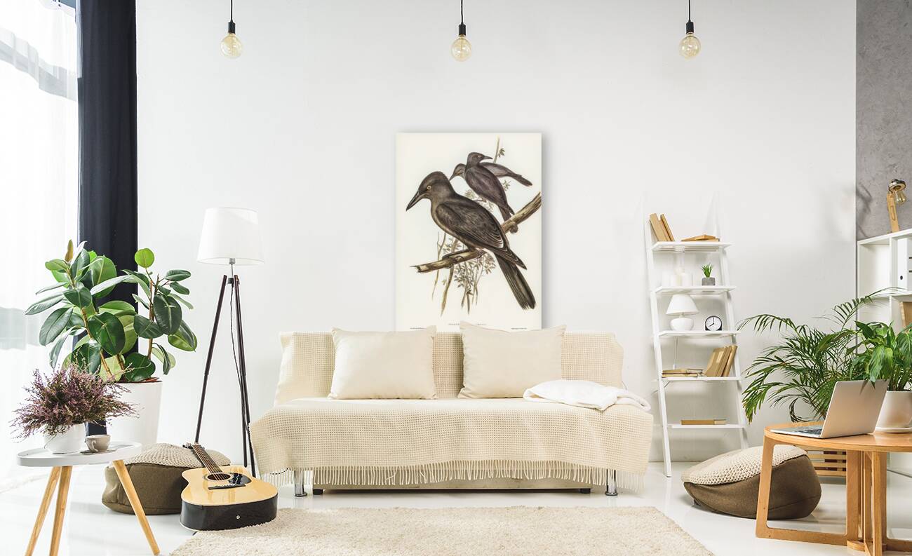 Grey Crow-Shrike Strepera Anaphonensis illustrated by Elizabeth Gould 1804–1841 for John Gould’s 1804-1881 Birds of Australia  Reproduction